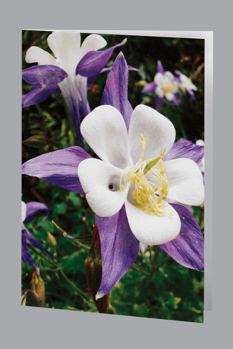 Purple and White Mountain Wildflower acknowledgment