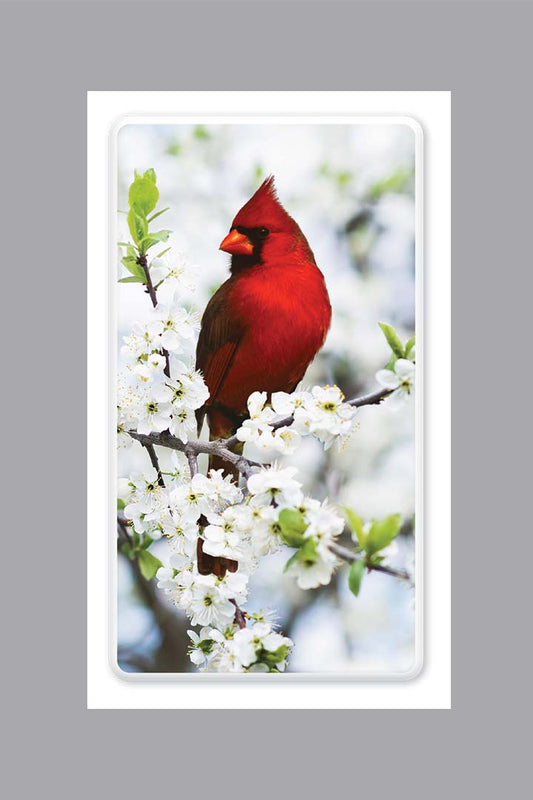 Bright red cardinal sitting on branch prayer card