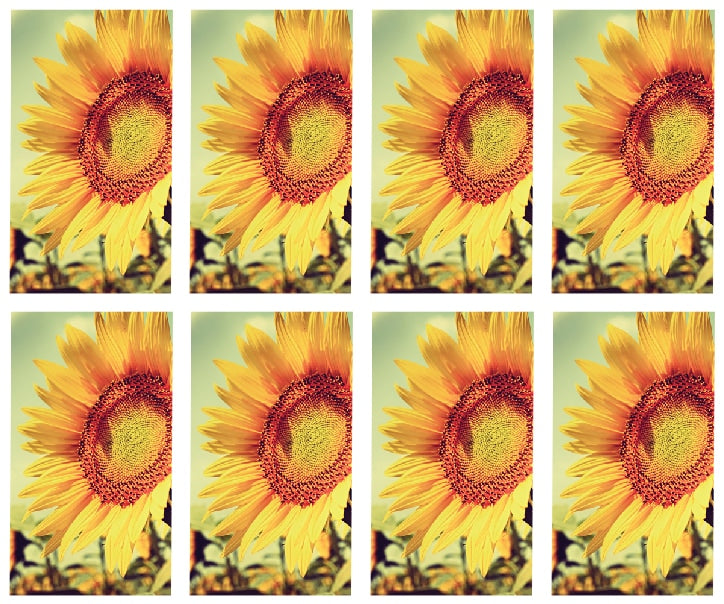 8x single sunflower Prayer Cards