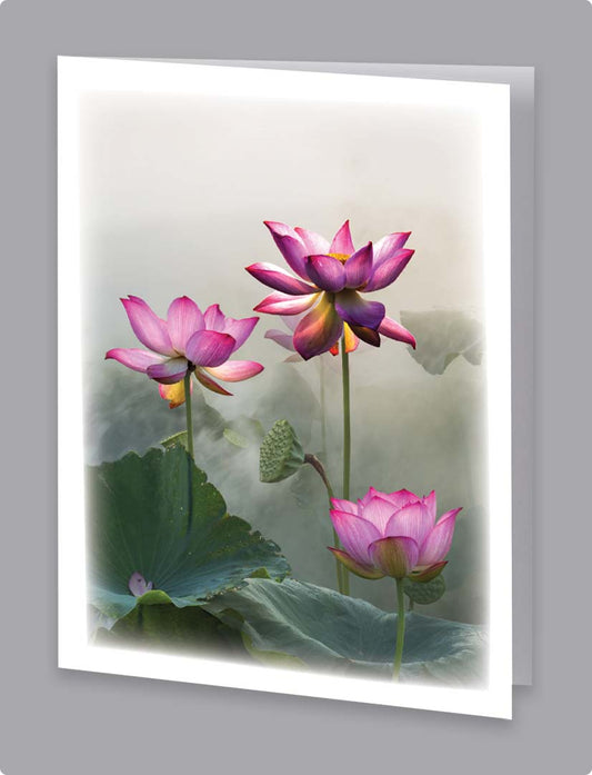 Pink lotus flowers white service record