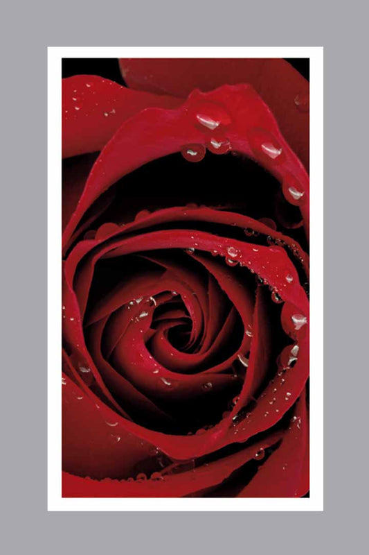 Large Red Rose with water droplets on white Prayer Card