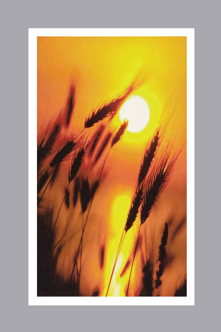 Wheat Prayer Card