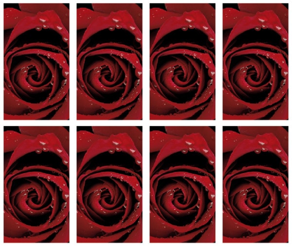 8x Single Red Rose Prayer Cards