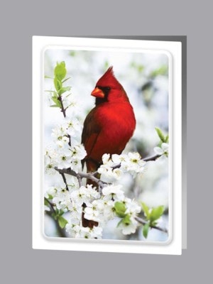 bright red cardinal in tree branches thank you card