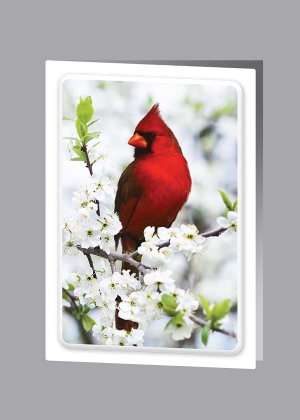 bright red cardinal in tree branches thank you card