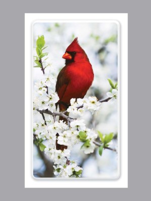 Bright red cardinal sitting on branch prayer card