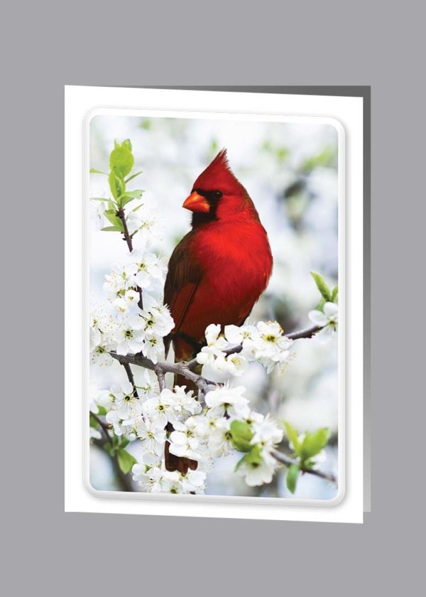 bright red cardinal in white flowers service record