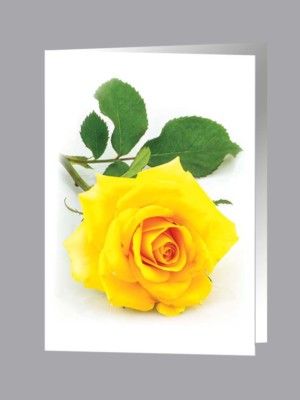 Single Large Yellow Rose service record