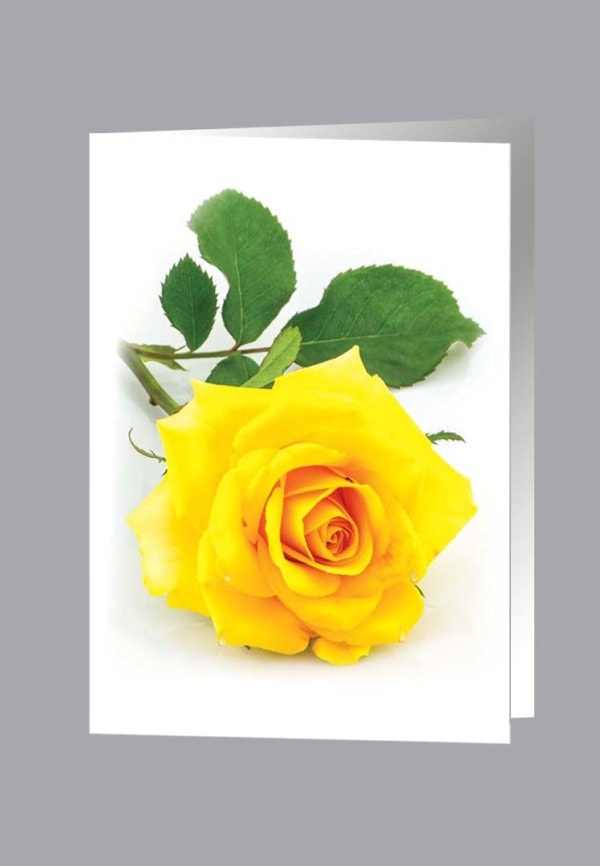 Single Large Yellow Rose service record