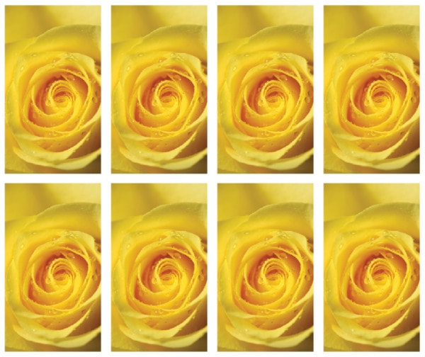 8x Single Yellow Rose Prayer Cards