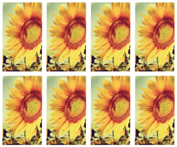 8x single sunflower Prayer Cards
