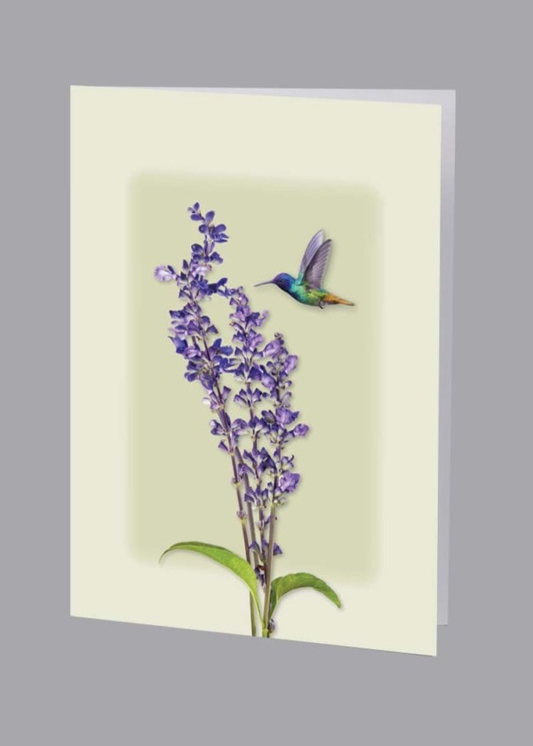 single hummingbird with lilac service record