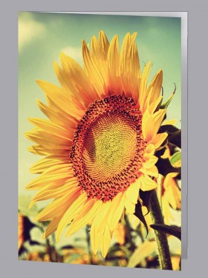Sunflower Acknowledgment