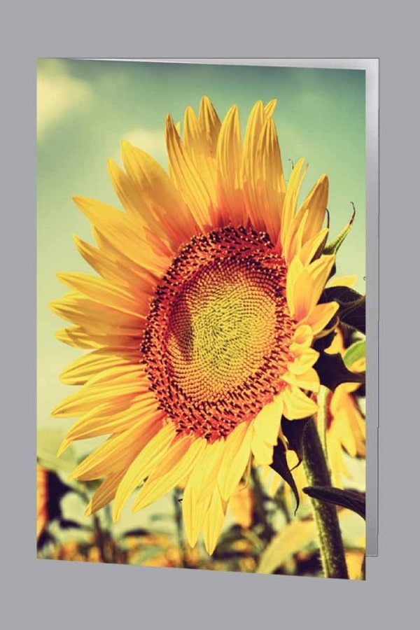 Sunflower Acknowledgment