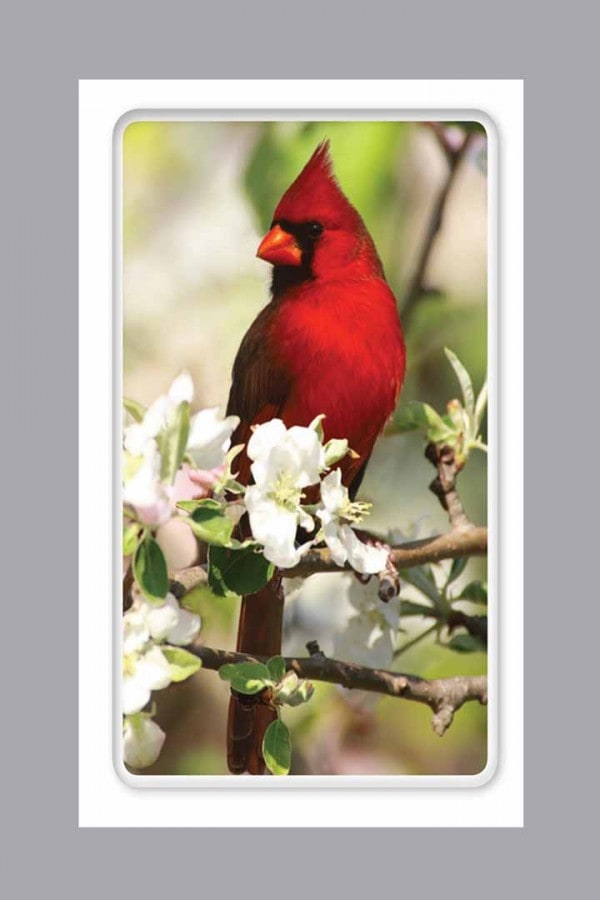 Cardinal Prayer Card