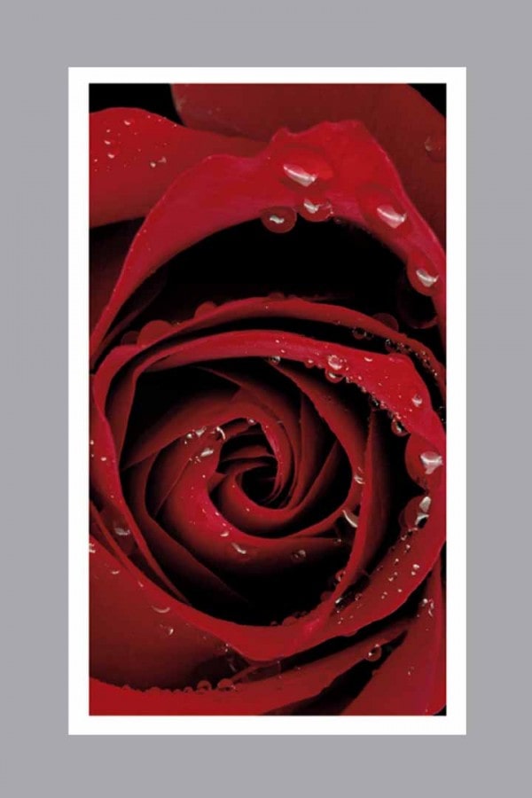 Large Red Rose with water droplets on white Prayer Card