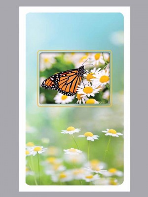 Monarch butterfly on white and yellow flowers Prayer Card