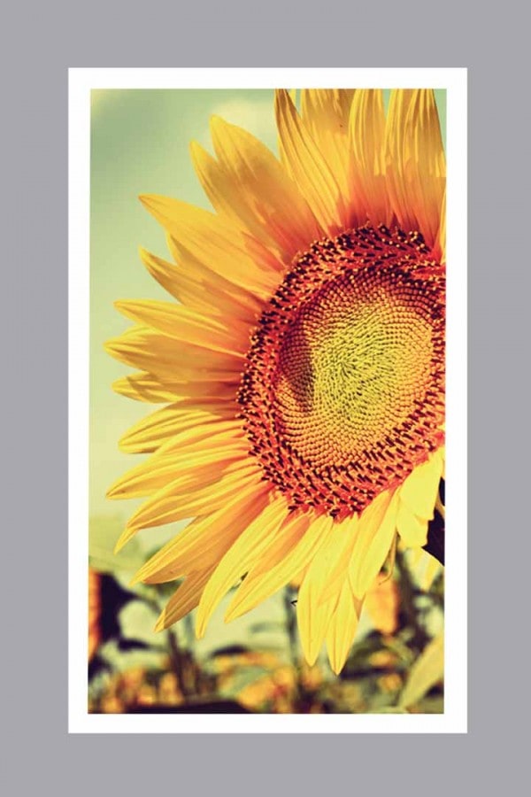 Sunflower Prayer Card