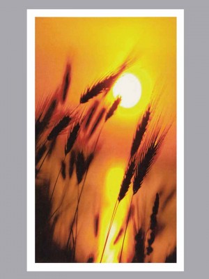 Wheat Prayer Card