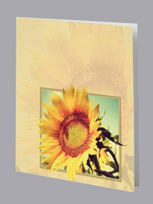 Sunflower Service Record